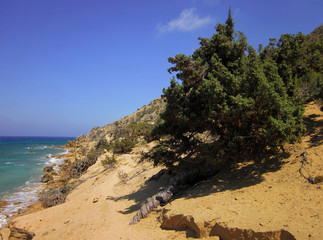 Mediterranean juniper tree with curious  twisted trunk. (Specie: Juniperus macrocarpa. Family: Cupressaceae). Beach of Agios Ioanis. Gavdos Island. Greece