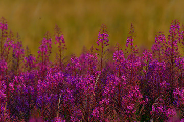 Schmalblättriges Weidenröschen (Epilobium angustifolium)	