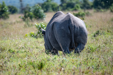 rear view of a white rhinoceros in the Masai Mara