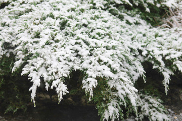 neige recouvrant un arbuste dans un parc