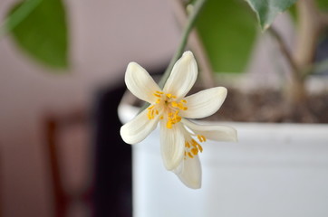 awesome flowering lemon tree inside my house