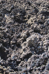 Background texture - tropical volcanic surface is covered with beautiful hairy plants, like white moss.