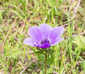 The purple  Anemone flower grows in spring in the Galilee in northern Israel.