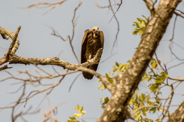 A vulture resting on the branch with a background