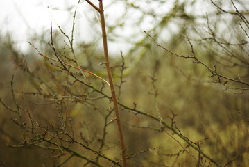 bare  branches of bushes 