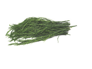 Climbing Wattle, Acacia, Cha-om,  Acacia pennata (L.) Willd.isolate on white background.