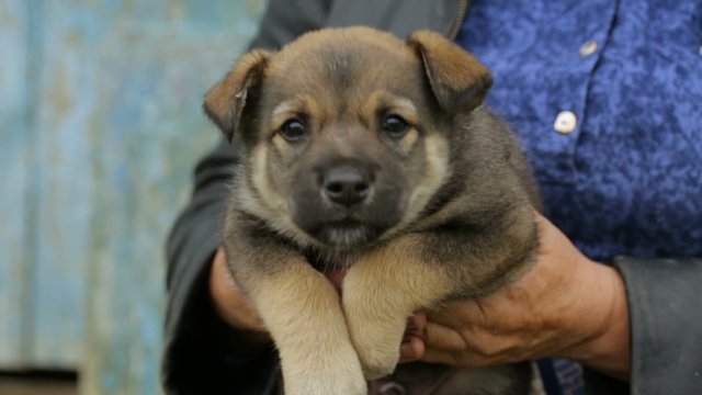 Woman holding small puppy in her hands