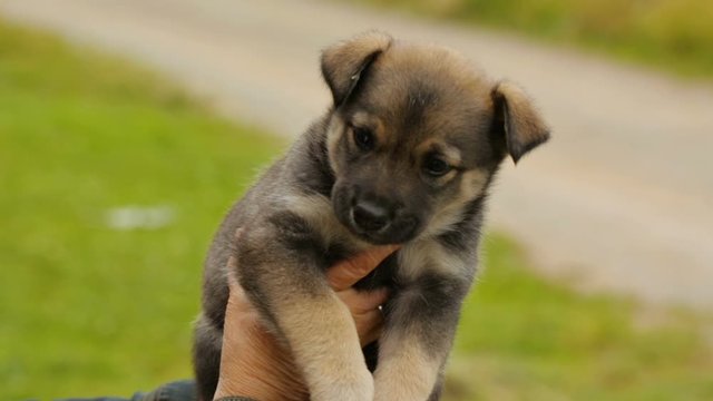 Woman holding small puppy in her hands