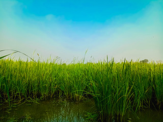 Rice grains in a green field. And the sky background is blue
