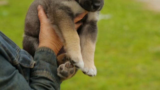 Woman holding small puppy in her hands