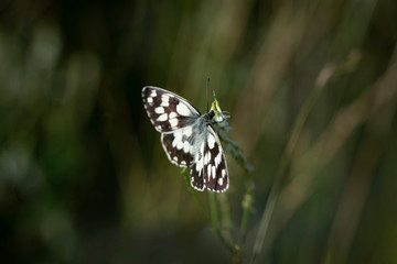 Schachbrettfalter