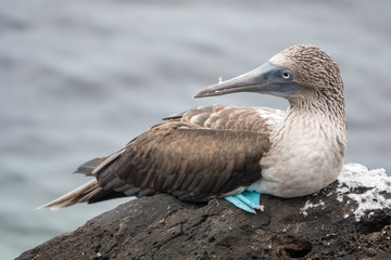 A blue-footed bobby on arock at Puerto Baquerizo Moreno, San Cristobal Island, Galapagos Islands, Ecuador