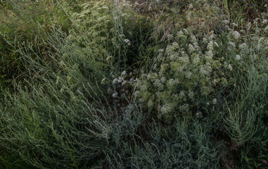 Glade of wild herbs