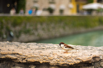 Small sparrow sitting on stone wall on promenade of Garda lake, Sirmione, Lombardy, Italy. Wildlife in Italy. Bird on stone