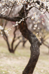 Naklejka premium 梅の花とその幹