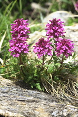 Quirlblättriges Läusekraut, Pedicularis verticillata