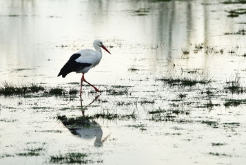 Storch,Weissstorch,Stork,Feuchtgebiet,Wetland