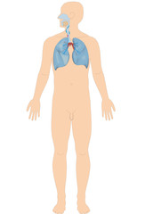 Atemorgane / Atmungssystem des Menschen