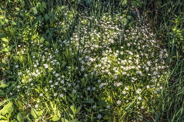 Stellaria Glade of wild herbs