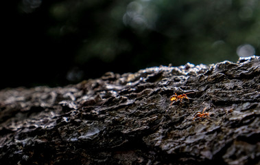 Two Ants