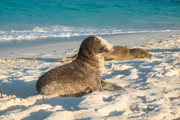 Baby sea lion waiting for his mom on a sandy beach on Espanola Island, Galapagos Islands, Ecuador