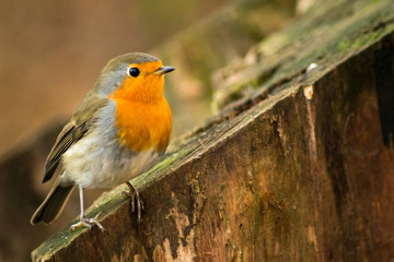 Robin bird sitting on branch wildlife