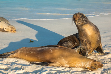 Large sea lion groups resting on a sandy beach on Espanola Island, Galapagos Islands, Ecuador