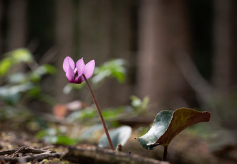 Wildes Alpenveilchen
