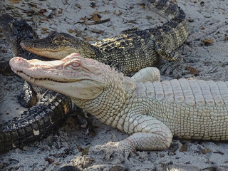 Weißer Albino Alligator Krokodil in Florida liegt im Sand