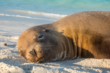 Large sea lion groups resting on a sandy beach on Espanola Island, Galapagos Islands, Ecuador