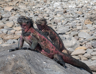 Marine iguanas druing breeding season on Espanola Island, Galapagos Islands, Ecuador