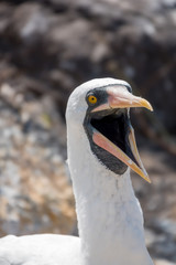 Closeup of a Nazca booby on Espanola Island, Galapagos Islands, Ecuador