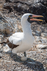 A Nazca booby on a nest with an egg on Espanola Island, Galapagos Islands, Ecuador
