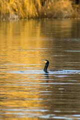 Cormorant fishing in the lake wildlife