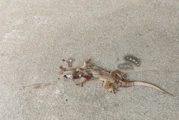 House Lizard (Hemidactylus platyurus) dies on cement floor.