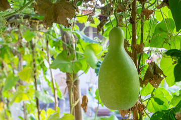 The calabash, bottle gourd, or white-flowered gourd (Lagenaria siceraria) hanging on the vine in...