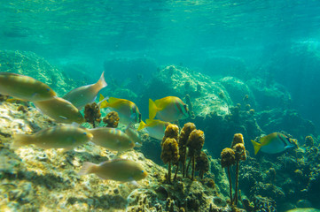 Fish swim under water with coral reef sea turquoise water