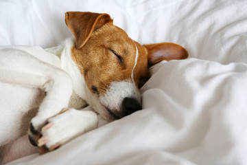 Cute Jack Russel terrier puppy with big ears sleeping on a bed with white linens. Small adorable doggy with funny fur stains lying in adorable positions. Close up, copy space, background.