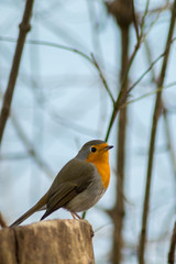 Robin bird sitting in wildlife 