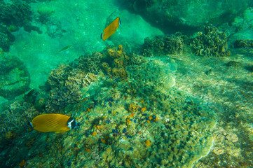 Naklejka na ściany i meble Fish swim under water with coral reef sea turquoise water