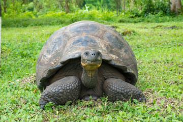 Giant tortoise, Santa Cruz Island Highlands, Galapagos Islands, Ecuador