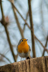 Robin bird sitting in wildlife 