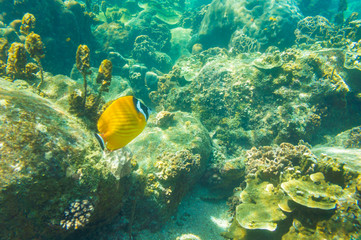 Fish swim under water with coral reef sea turquoise water