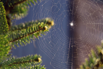 Spider web between coniferous branches against the background of the sun.Selective focus.Close up.