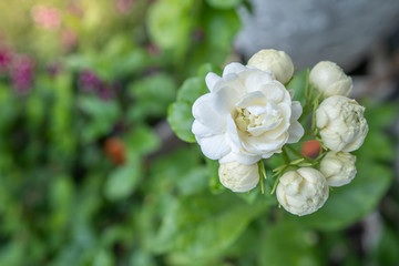 Blossom white Jasmine (Jasminum sambac) at garden.