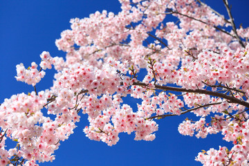 美しい日本の桜