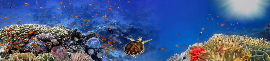 Underwater panorama with turtle