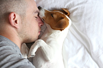 Emotional support animal concept. Portrait of man sleeping with jack russell terrier dog in bed....