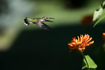 Naklejka premium Ruby-Throated Hummingbird flying and eating nectar from a flower