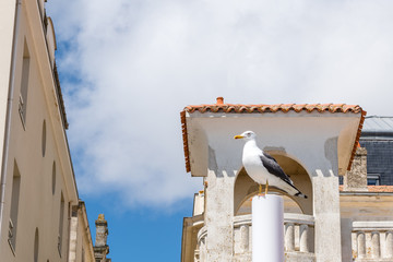 Mouette sur un poteau aux Sables d'Olonne